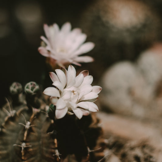 Cactus Flower