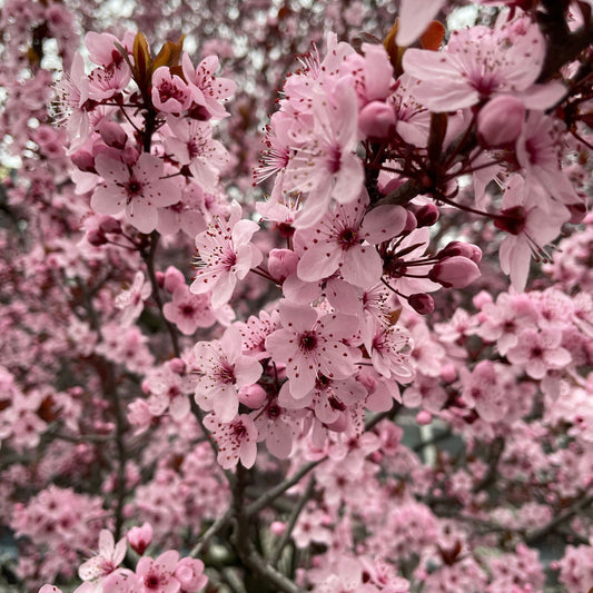 Cherry Blossoms