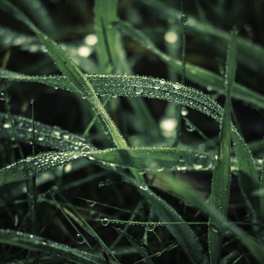 Fresh Grass