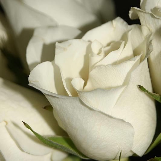 White Rose