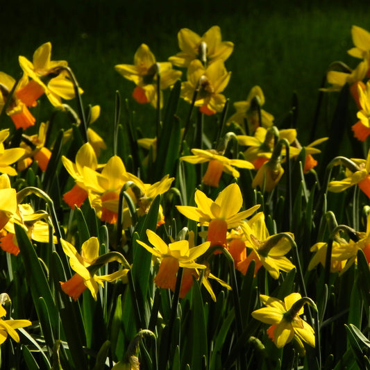 Daffodils