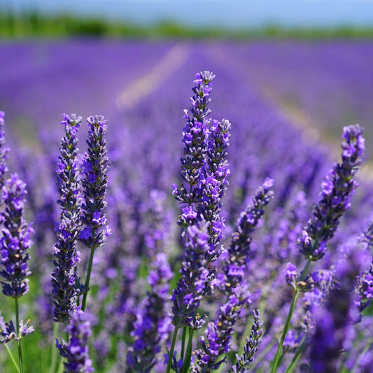 French Lavender