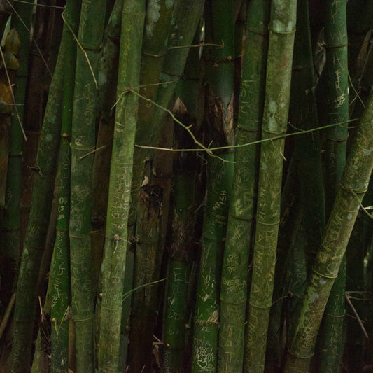Bamboo Groves