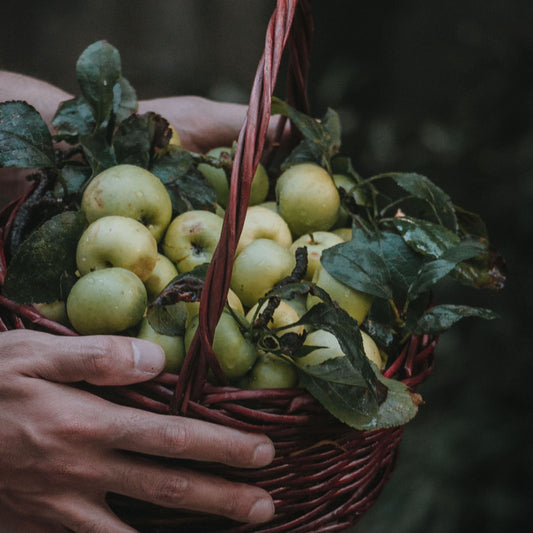 Apple Harvest